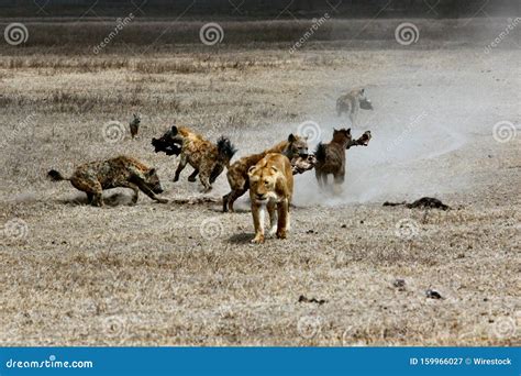 Hyenas Eating Prey, Masai Mara Royalty-Free Stock Photo | CartoonDealer ...