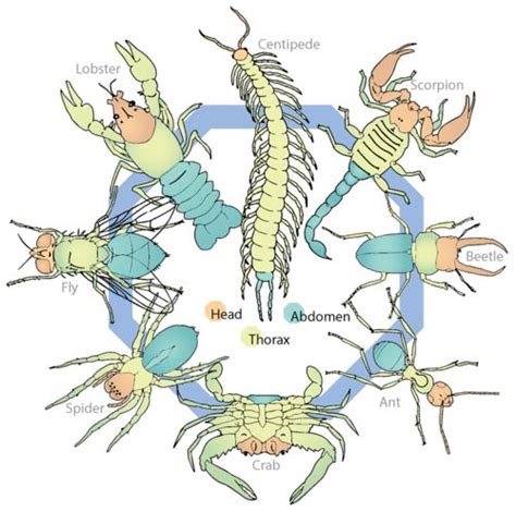 Arthropod Structure and Function - Advanced | CK-12 Foundation in 2021 | Arthropods, Biology ...