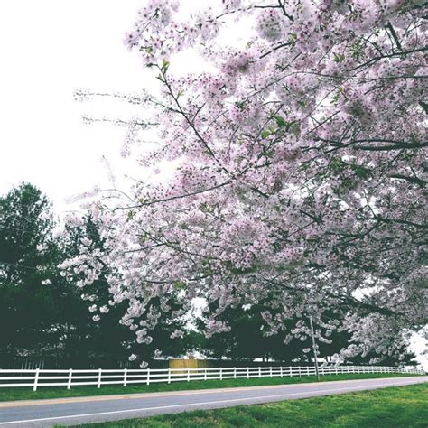 Spring Hill, TN