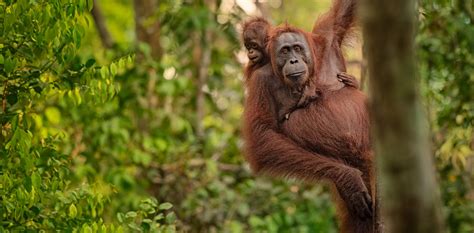 Orangutans: could ‘half-Earth’ conservation save the red ape?