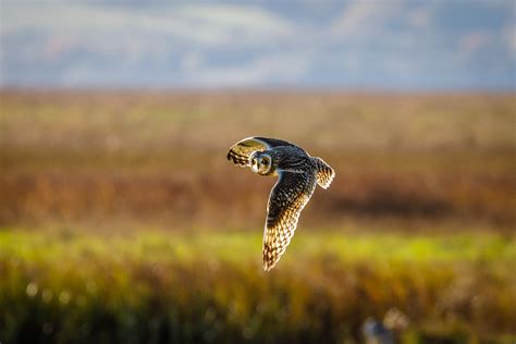 RSPB Burton Mere Wetlands (@RSPB_BurtonMere) / Twitter