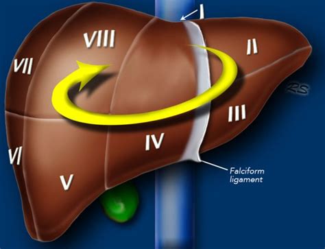 Liver Anatomy Segments