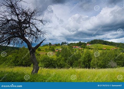 Landscape with dry tree stock image. Image of alone, agriculture - 21767213