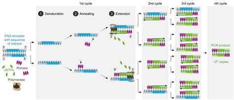 普通PCR、原位PCR、反向PCR和反转录PCR的基本原理和操作步骤---普通PCR - 品科研|科研试剂超市|河北品科研生物科技有限公司官网