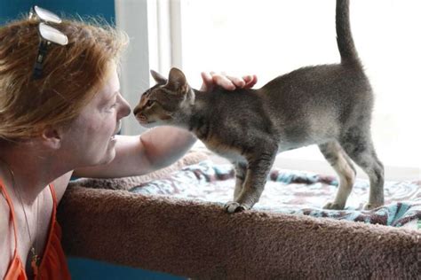 Woman gives up two central Houston houses to discreet cat rescue – Michael Broad