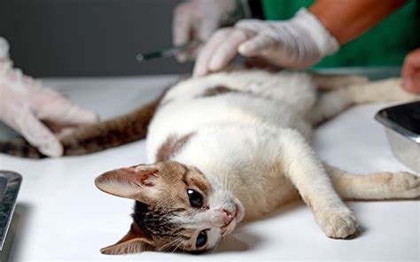 Cat Surgery To Remove Struvite Crystals - Cat Vet Info