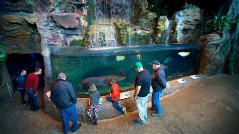 Ripley's Aquarium of the Smokies in Gatlinburg, Tennessee | Expedia.ca