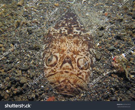 "stargazer_fish" Images, Stock Photos & Vectors | Shutterstock