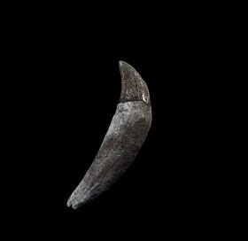 Seal teeth & fossils for sale | Buried Treasure Fossils