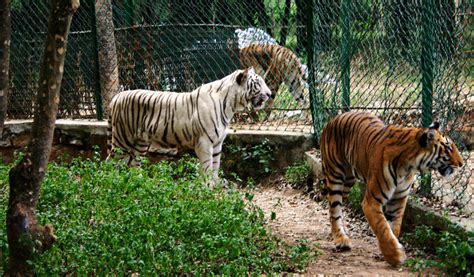 Bannerghatta National Park, Karnataka: How To Reach, Best Time & Tips