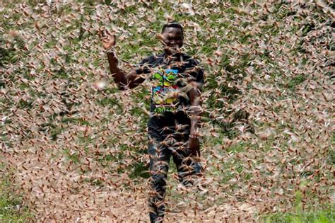 Huge locusts swarm Somalia resulting in a national emergency