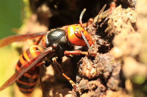 Asian Giant Hornet Invasion Threatens Honey Bees in Pacific Northwest ...