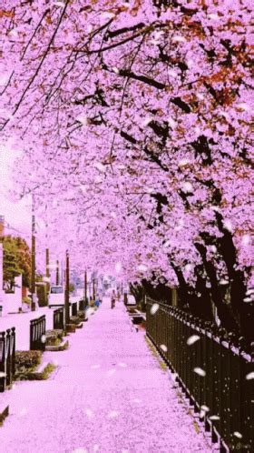 Flower Cherry Blossom GIF - Flower CherryBlossom - Discover & Share ...