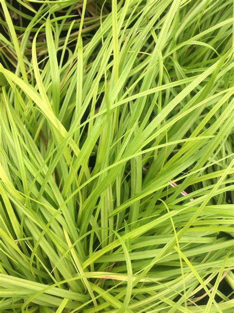 Carex tumulicola 'Willamette Gold' - Xera Plants