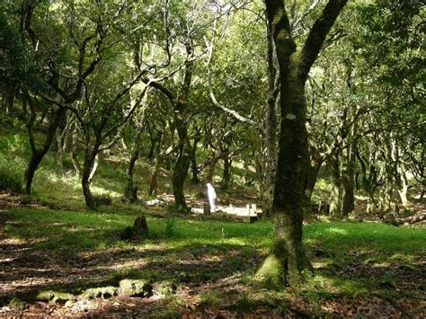 Madeira forests (With images) | Forest habitat, Forest plants, Madeira island