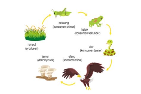 Ringkasan Materi Rantai Makanan dan Jaring-jaring, Siswa Wajib Tahu – Blog Mamikos