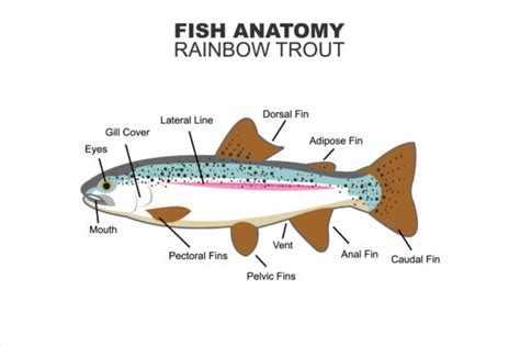 Rainbow Trout Anatomy Graphic by lexlinx · Creative Fabrica