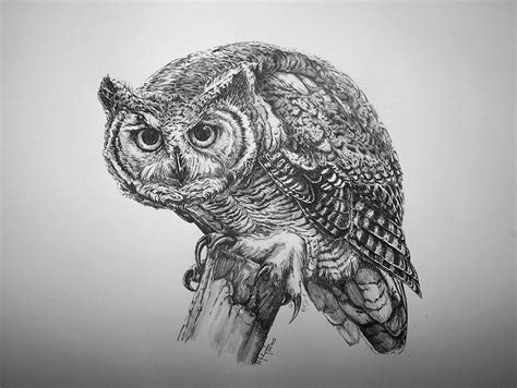 Great horned owl by Concini on DeviantArt | Owls drawing, Bird drawings, Great horned owl