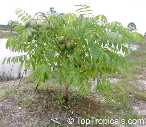 Spondias dulcis, Spondias cytherea, June Plum, Ambarella, Golden Apple ...