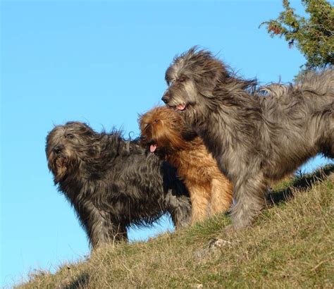 Briard - Dog Breed Information and Images - K9 Research Lab