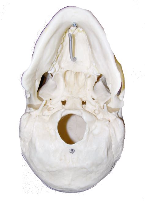 Ch.6 - Diagram - Inferior Skull Bones & Foramen Diagram | Quizlet