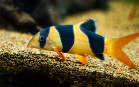 10 best african cichlids tank mates – Artofit