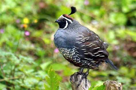 Picture 3 of 9 - Quail (Coturnix Coturnix) Pictures & Images - Animals - A-Z Animals