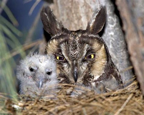 Long-eared Owl | Long eared owl, Baby owls, Owl pet