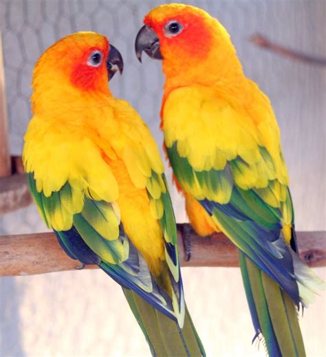 Sun Conures | Pet birds, Conure bird, Conure parrots