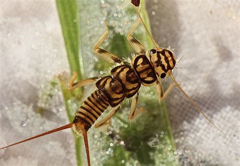 Insect Facts: The Family Stone - Orvis News