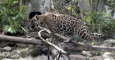 Jaguar Habitat