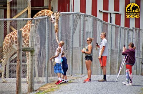 Natural Bridge Zoo in 2023 | Natural bridge, School trip, Zoo