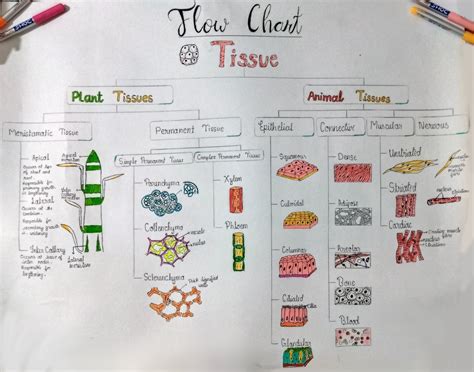 Flow chart : Classification of Tissues and different types of Tissues ...