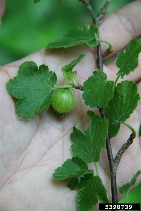 Ribes uva-crispa (European gooseberry): Go Botany