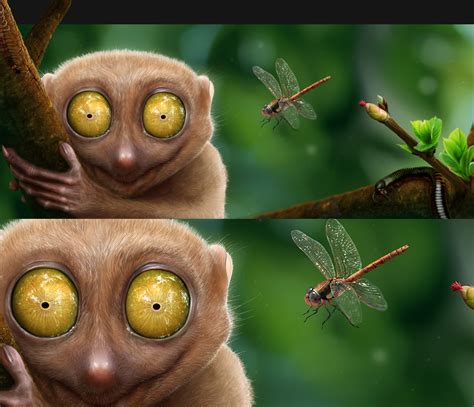 Tarsier on Behance