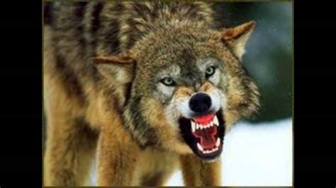 SCARY WOLF GROWLING - YouTube