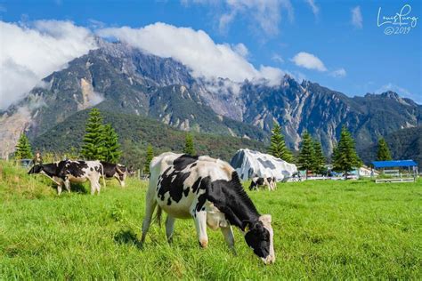 Desa Cattle Dairy Farm Kundasang Seakan berada di New Zealand! - Sabahup2date