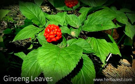 Ginseng Leaves | HerbaZest