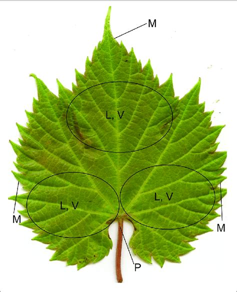 | Leaf positions where trichomes were scored: leaf blade (L), vein (V ...