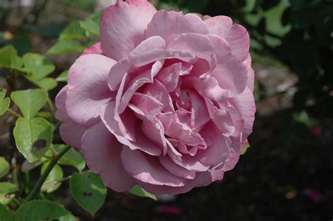 Heirloom Rose (Rosa 'Heirloom') in Issaquah Seattle Bellevue Redmond Renton Sammamish Washington ...