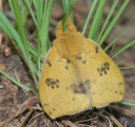 Nature in the Ozarks: Io Moth (Automeris io) Life Cycle