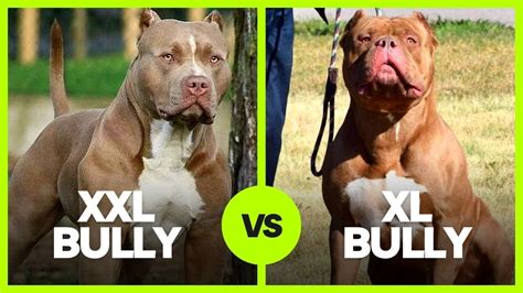 Discover the Majestic American Bully XXL White- The Ultimate Pet Companion! - Themtraicay.com