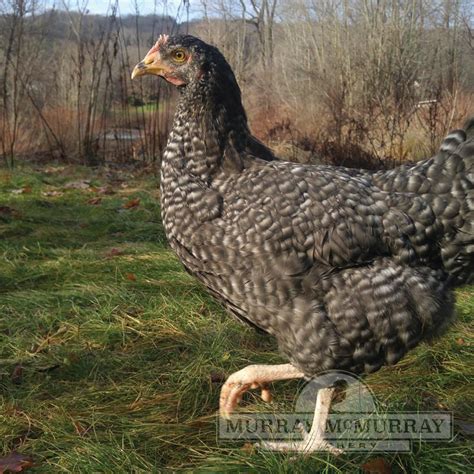 Murray McMurray Hatchery - Cuckoo Marans