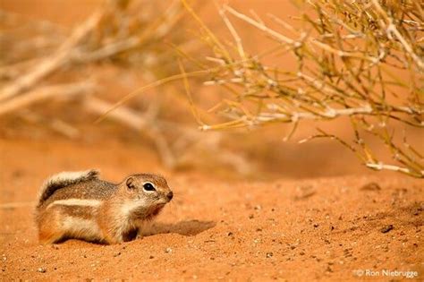 A white tailed antelope squirrel in the Mojave Desert California ...