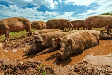 Norfolk pig farm turns 'Costa del Sow' in bid to keep pigs cool in ...