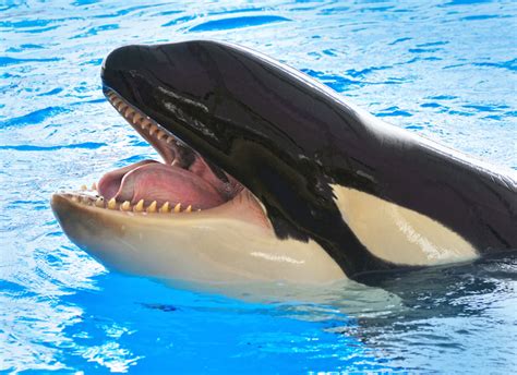 Killer Whales Learn How to Speak Dolphin | Live Science