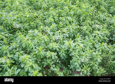 Medicago sativa (Alfalfa Stock Photo - Alamy