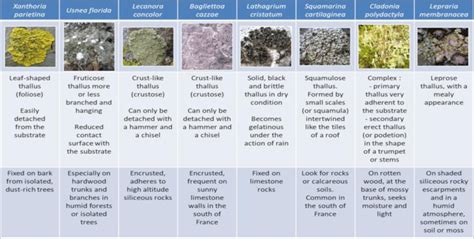 The main types of lichens with relevant examples, characteristics of... | Download Scientific ...