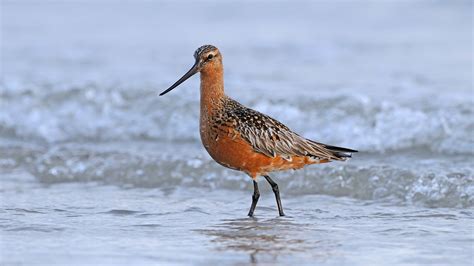 The Godwit’s 7,000-Mile Journey: A Migration That Breaks Records - The ...