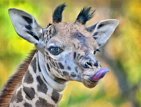 Tongue twister: A ten day old male giraffe makes a silly face at the San Diego Zoo. | Cute baby ...